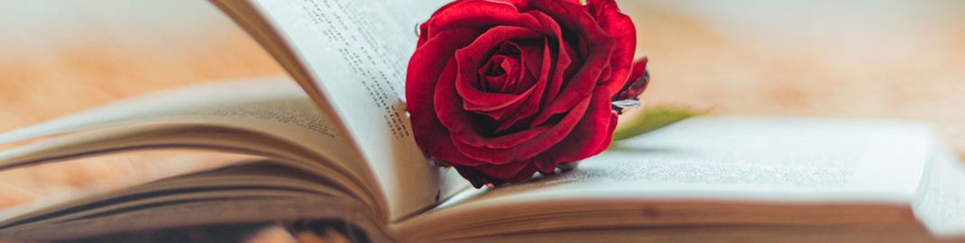 Rose flower inside of a book