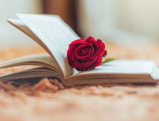 Rose flower inside of a book
